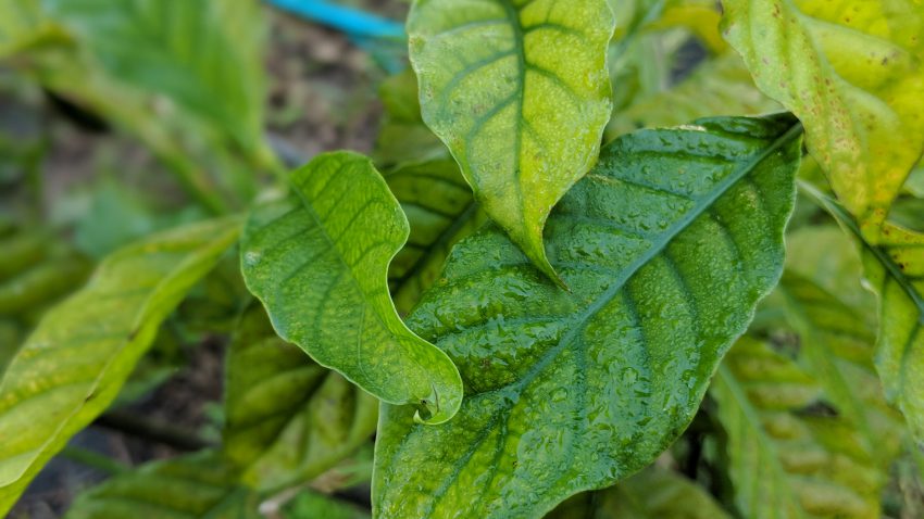 Fresh p. viridis leaf for Ayahuasca
