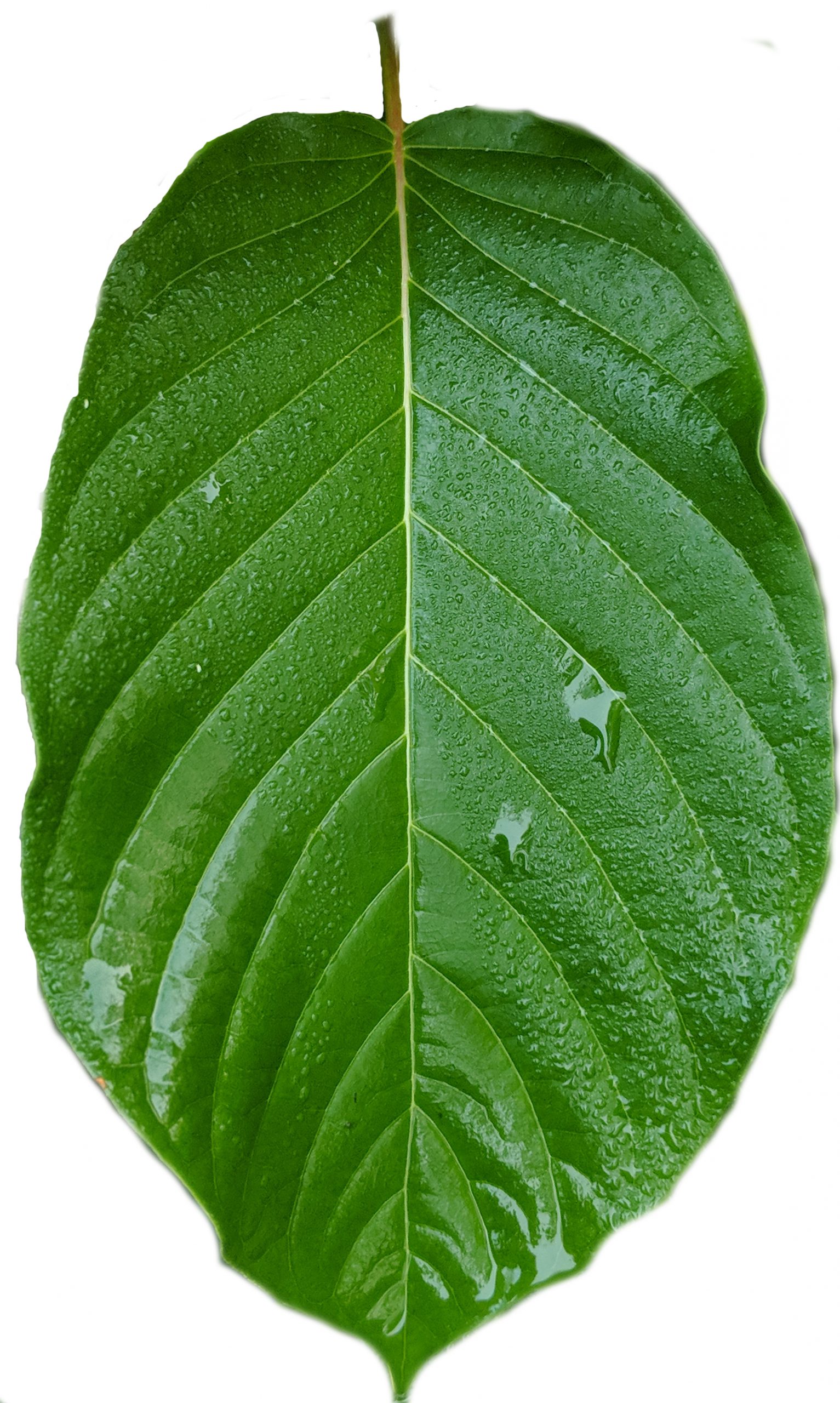 Fresh Kratom Leaf Buy Fresh USA Kratom Leaf Kratom Leaf