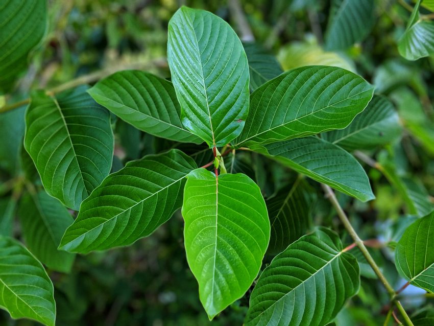 Purple vein Kratom cuttings on the tree - Kratom Leaf