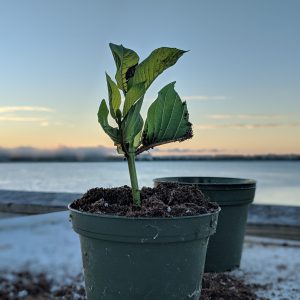rooted kratom cutting