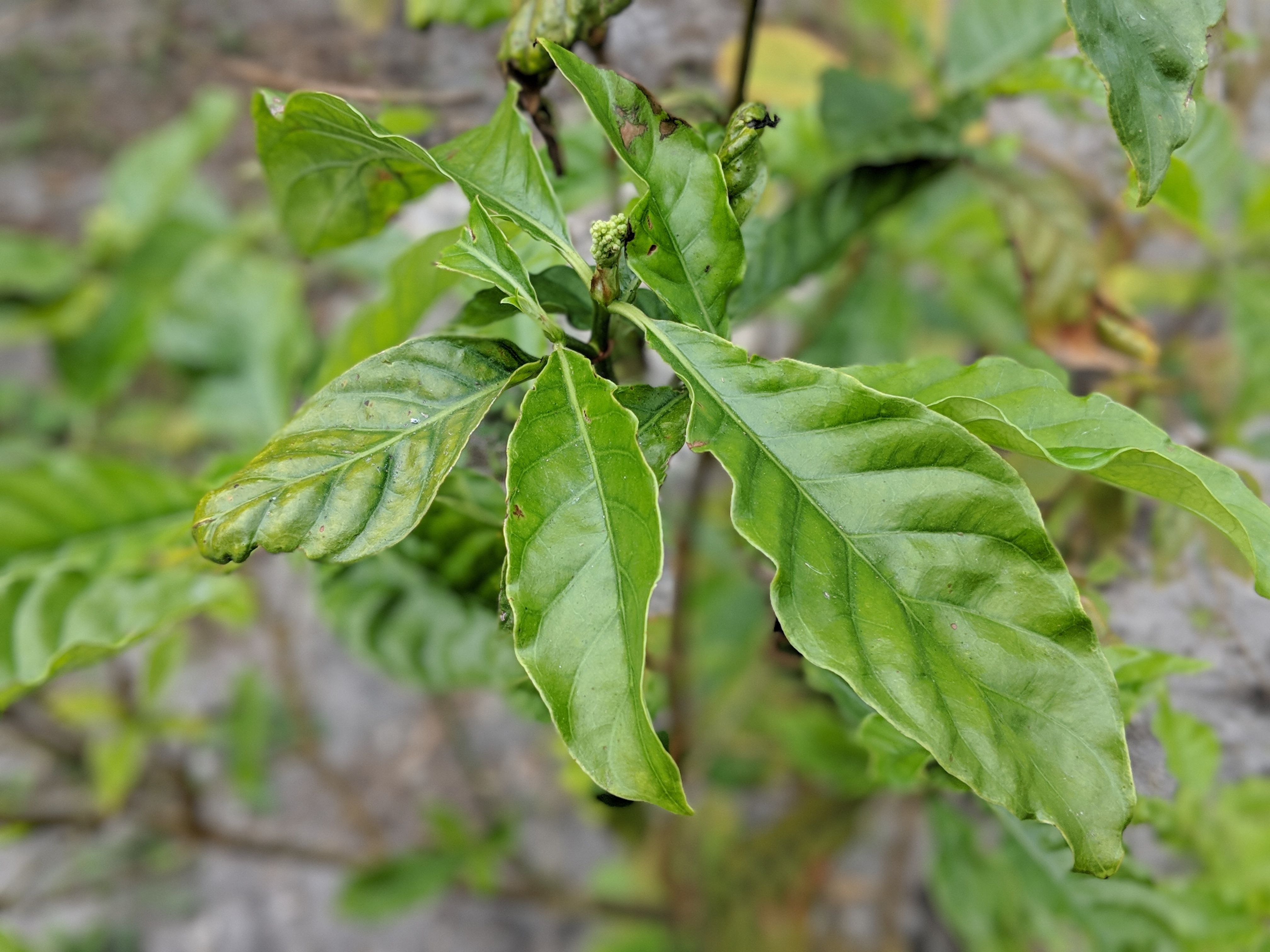 fresh-psychotria-viridis-leaf-organic-kratom-leaf