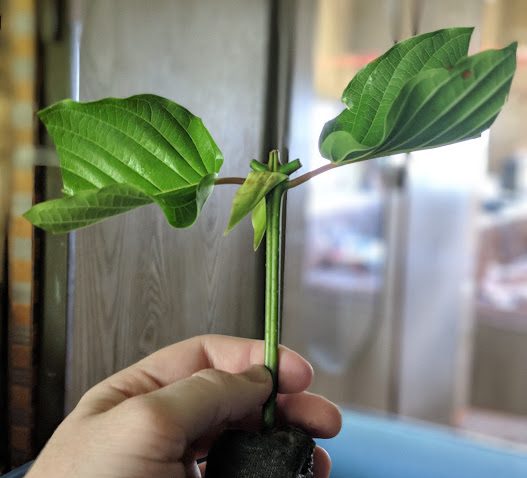 Unrooted Kratom Cutting