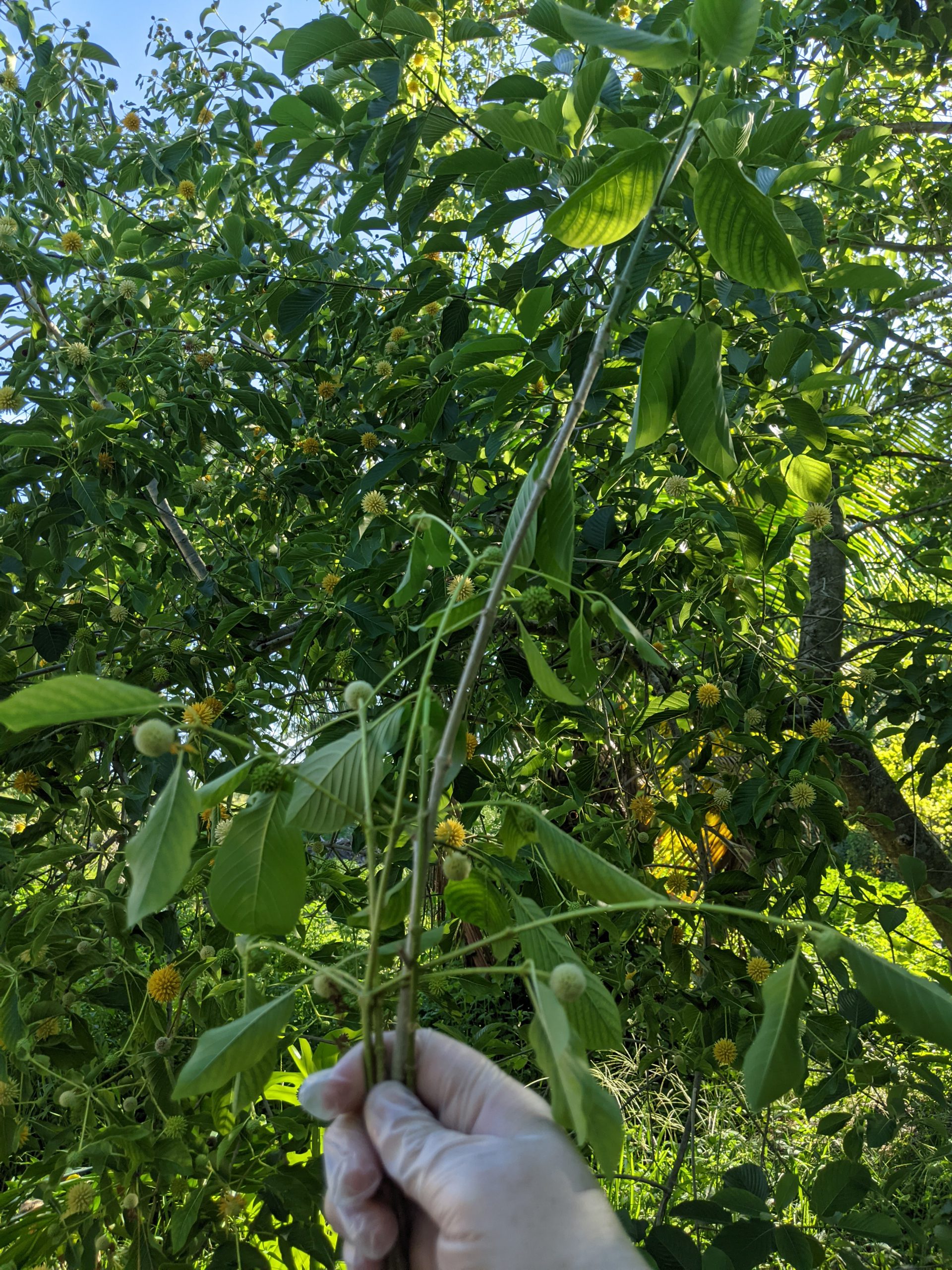 unrooted flowering kratom cutting take from a tree