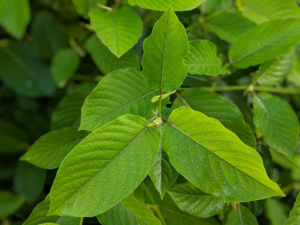 Buy White Vein Vietnam Kratom Thai Kratom leaf - Kratom Leaf