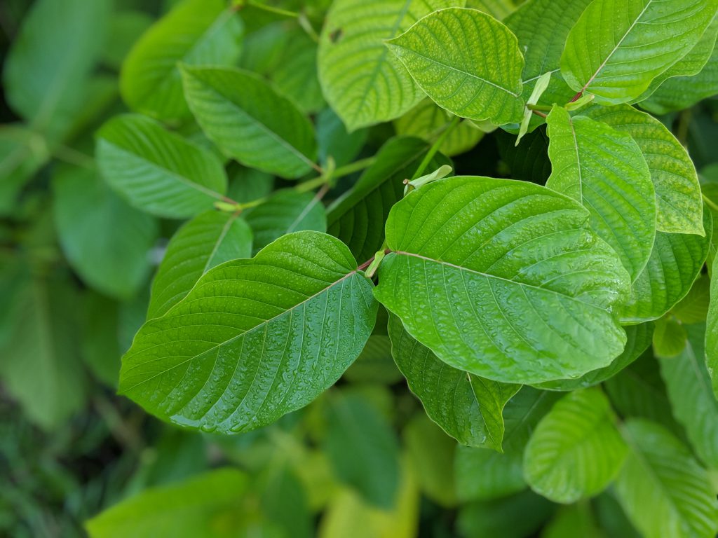 Fresh Kratom Leaf Kratom Leaf