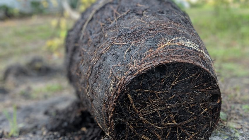 Exposed Root Ball of a 6ft Kratom tree