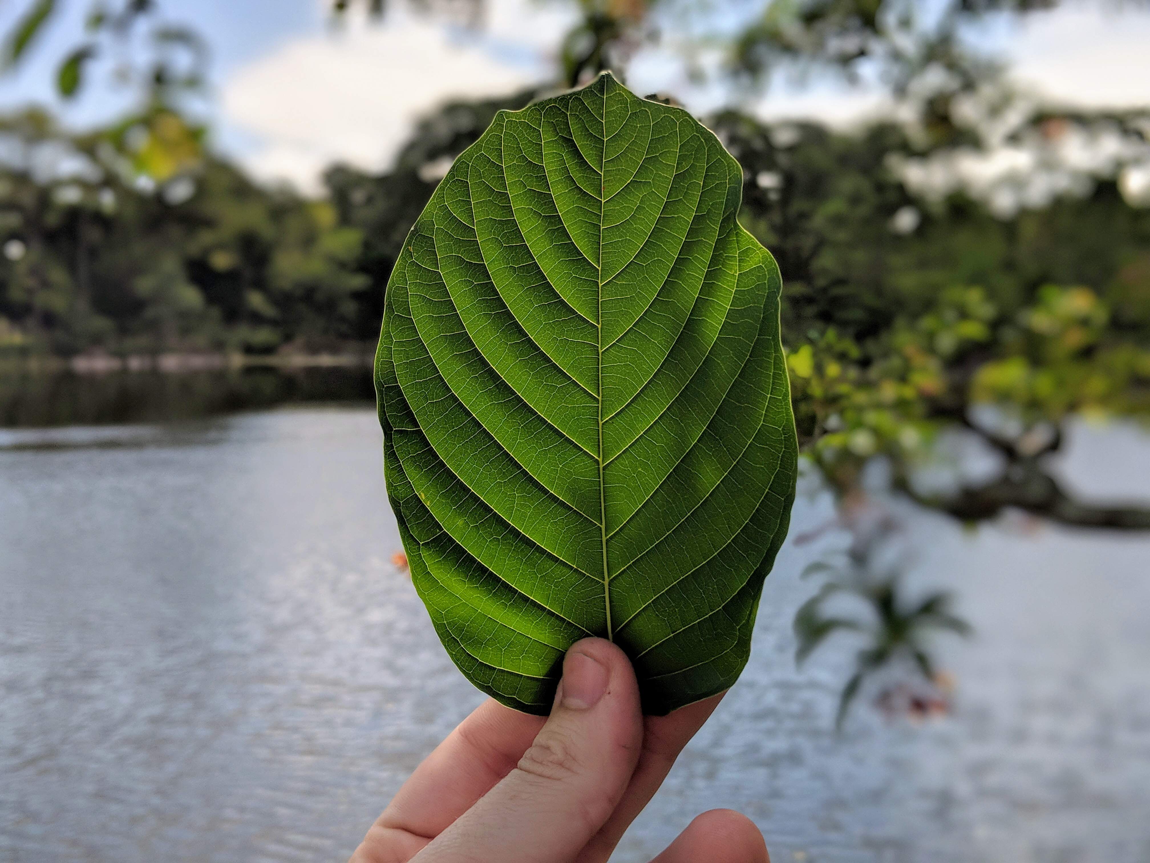 Holding up a Fresh Kratom Leaf in front of a lake