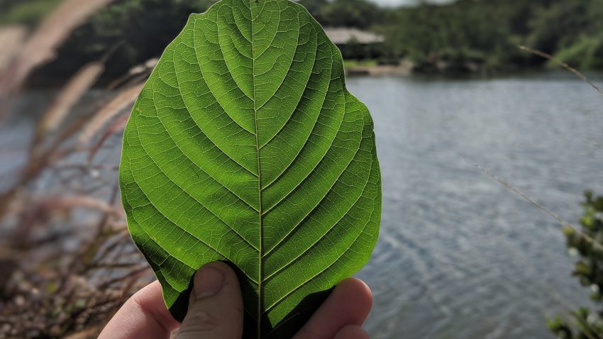 Buy local Kratom in Waterbury