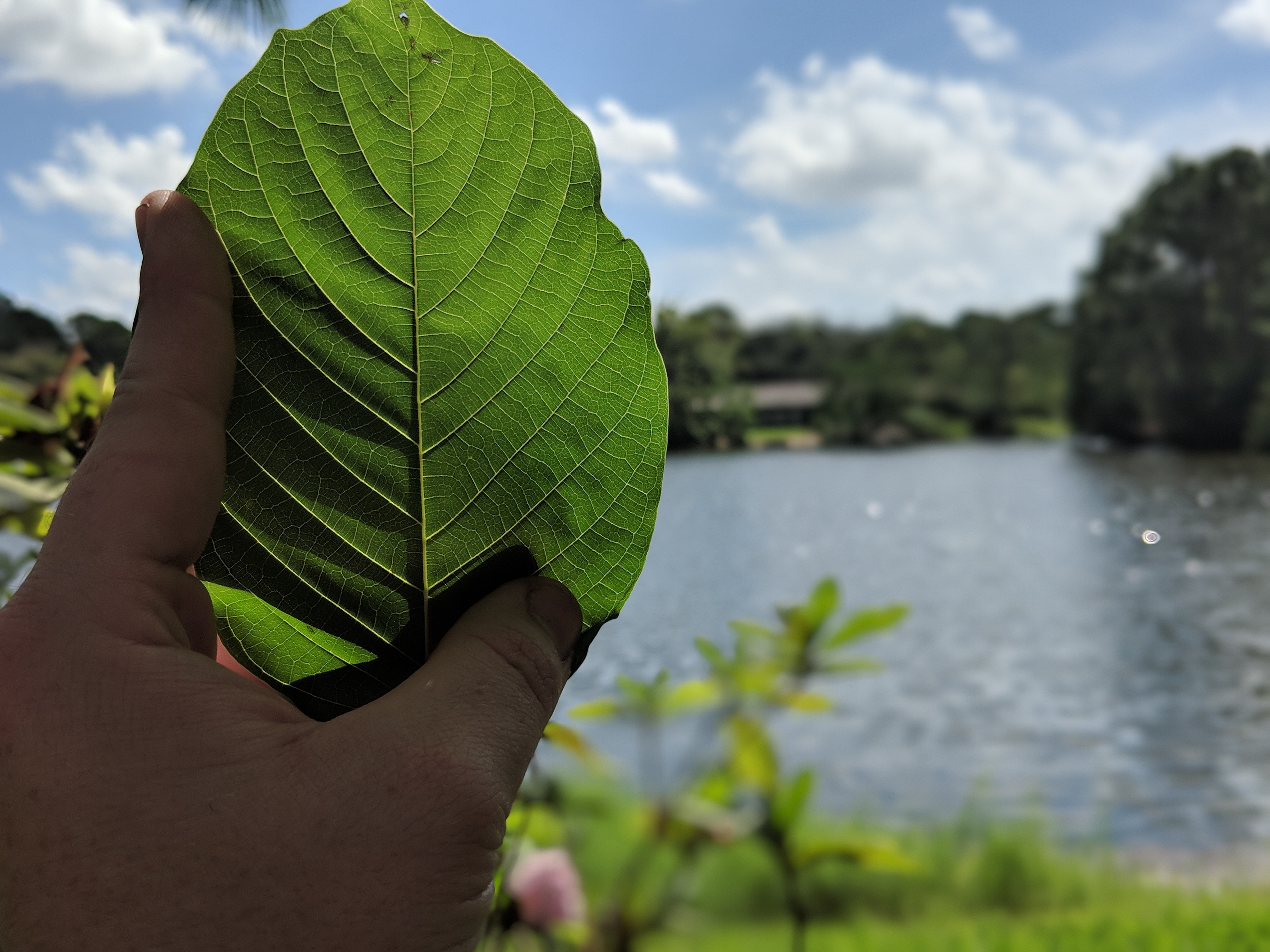 Buy Borneo Kratom Red Vein leaf whole sale