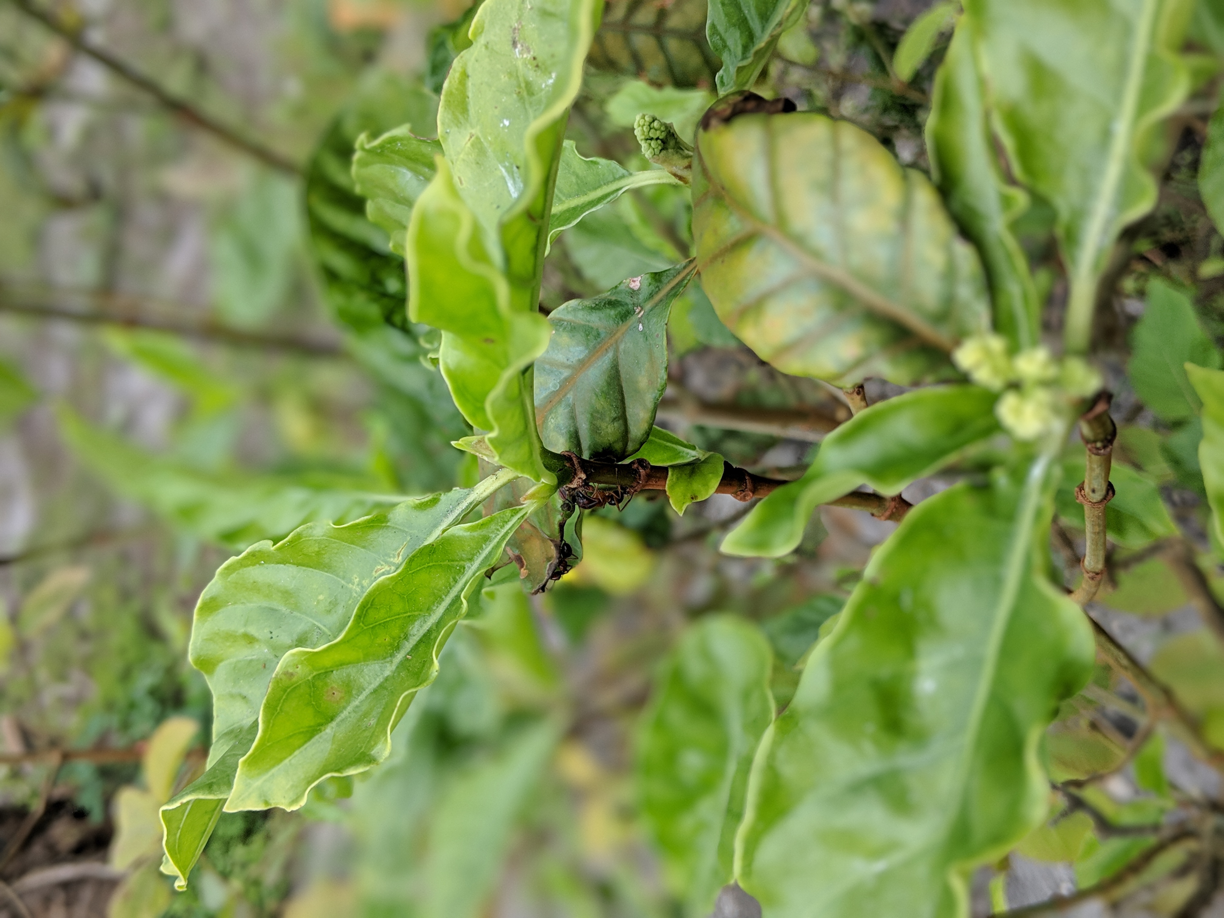 Picking tons of fresh p. Viridis leaf off the tree