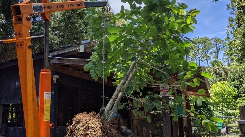 kratom tree being held by a engine lift