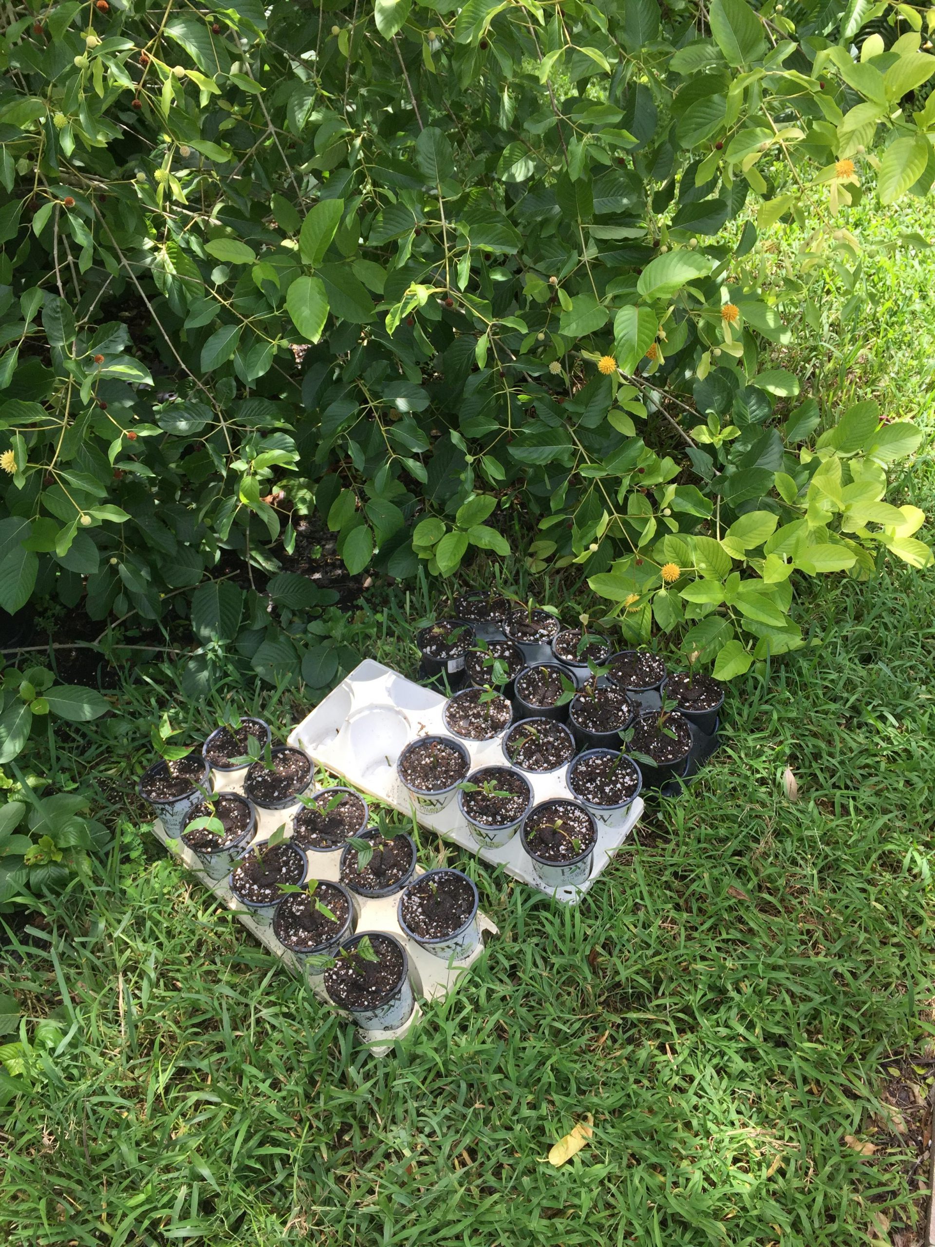Unrooted Kratom Cuttings next to a kratom tree