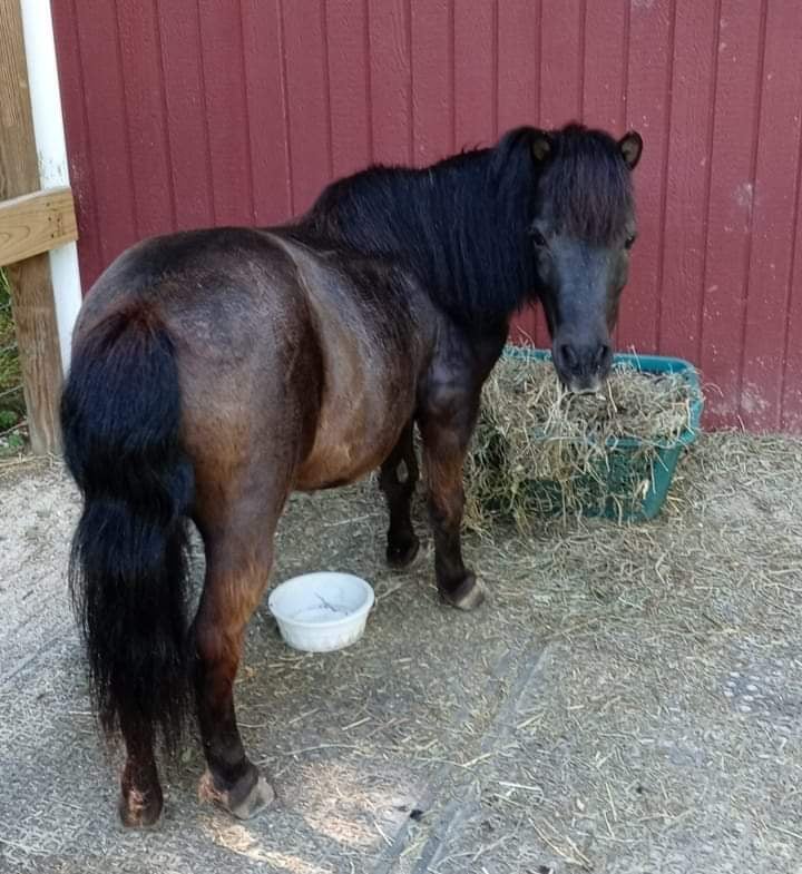 Oliver Wendell Douglas kratom horse