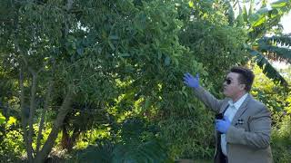 Walter with kratom tree in suite for botanical queens video
